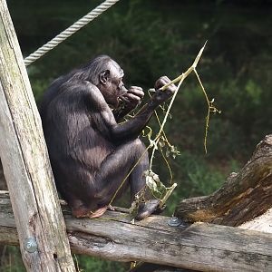 Bonobo (Pan paniscus), 2024-08-18
