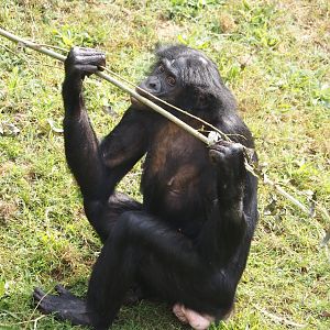 Bonobo (Pan paniscus), 2024-08-18