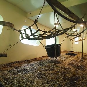 Bonobo indoor housing, 2024-08-18