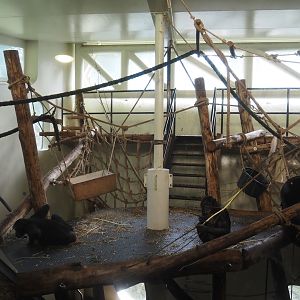 Bonobo indoor housing, 2024-08-18