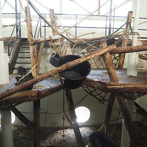 Bonobo indoor housing, 2024-08-18