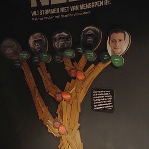 Exhibition about hominids in the bonobo building - Hominidae family tree, 2024-08-18