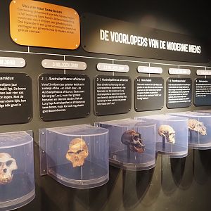 Exhibition about hominids in the bonobo building - Display of hominid skulls, 2024-08-18