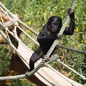 Bonobo (Pan paniscus), 2024-08-18