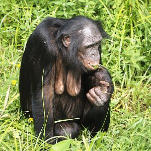 Bonobo (Pan paniscus), 2024-08-18