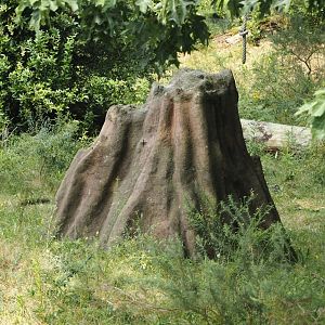 Fake termite mount on the bonobo island, 2024-08-18