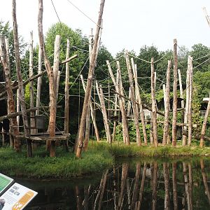 Bornean orangutan islands, 2024-08-18