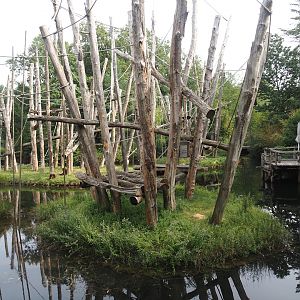 Bornean orangutan islands, 2024-08-18