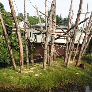 Bornean orangutan island, 2024-08-18