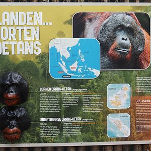 Bornean versus Sumatran orangutan signage, 2024-08-18
