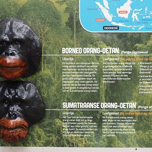 Bornean versus Sumatran orangutan males comparison with face models, 2024-08-18