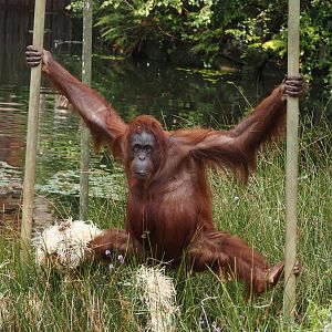 Bornean orangutan (Pongo pygmaeus), 2024-08-18