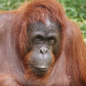Bornean orangutan (Pongo pygmaeus), 2024-08-18