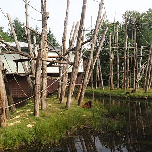 Bornean orangutan islands, 2024-08-18