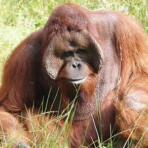 Male Bornean orangutan (Pongo pygmaeus), 2024-08-18