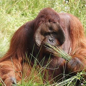 Male Bornean orangutan (Pongo pygmaeus), 2024-08-18