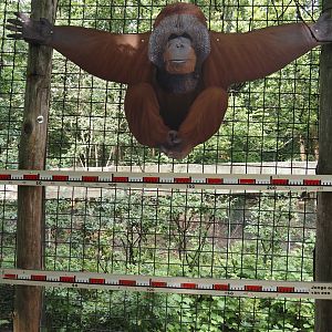 Orangutan wingspan signage, 2024-08-18