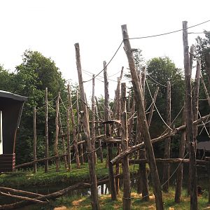 Bornean orangutan islands, 2024-08-18