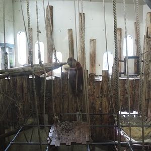 Bornean orangutan indoor exhibit, 2024-08-18