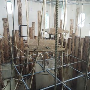 Bornean orangutan indoor exhibit, 2024-08-18