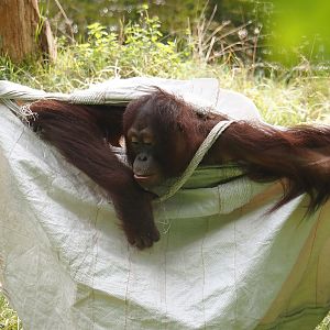 Bornean orangutan (Pongo pygmaeus) in a big bag, 2024-08-18