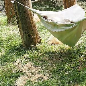 Video clip of a Bornean orangutan (Pongo pygmaeus) in a big bag, 2024-08-18