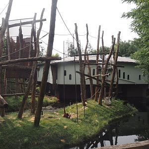 Bornean orangutan island, 2024-08-18