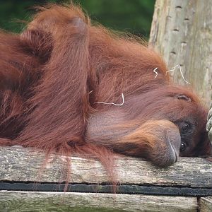 Bornean orangutan (Pongo pygmaeus), 2024-08-18