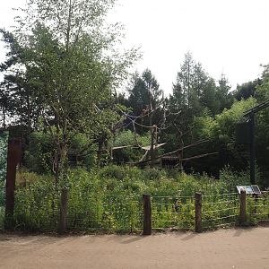 Javan langur exhibit, 2024-08-18