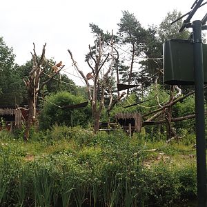 Javan langur exhibit, 2024-08-18
