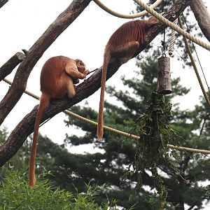 Javan langurs (Trachypithecus auratus), 2024-08-18