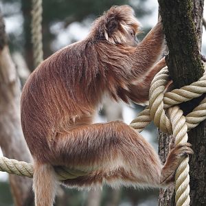 Javan langur (Trachypithecus auratus), 2024-08-18