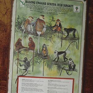 Primates of Borneo signage, 2024-08-18