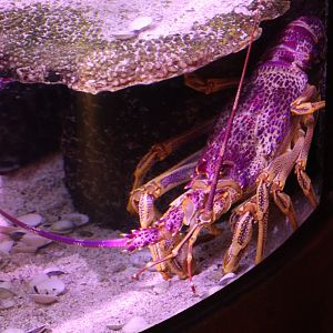 SeaLife Melbourne - Southern Rock Lobster??