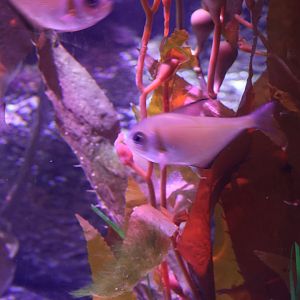 SeaLife Melbourne - ID??