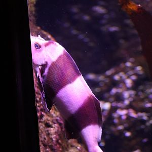 SeaLife Melbourne - ID??