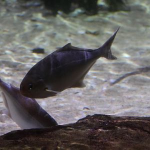 SeaLife Melbourne - Young Trevally??