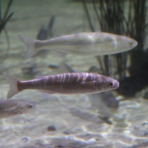 SeaLife Melbourne - Mullet ID??