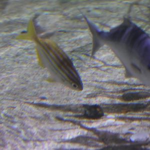 SeaLife Melbourne - ID??