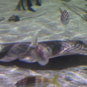 SeaLife Melbourne - Fiddler Ray ID??