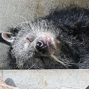 Binturong