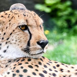Cheetah
