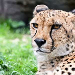 Cheetah