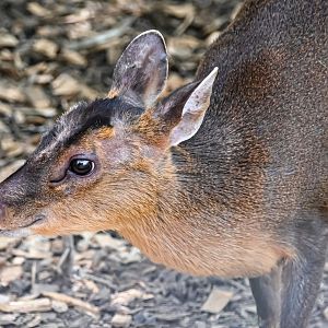 Reeves's muntjac