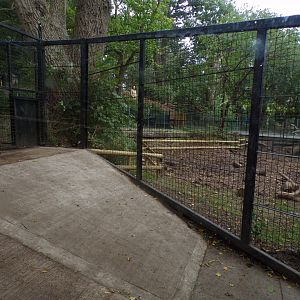 Red river hog holding area 25.8.24