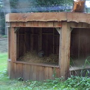 Cheetah shelter 25.8.24