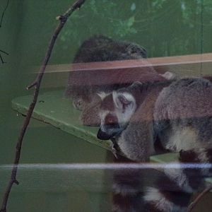 Ring-tailed lemur 25.8.24