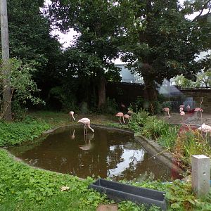 Chilean flamingo aviary 25.8.24