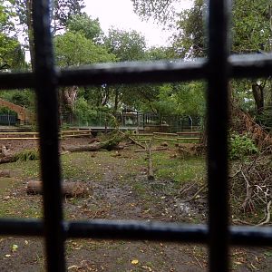 Red river hog enclosure 25.8.24