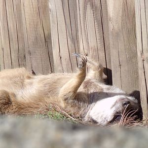 Meerkat chilling 16.9.24